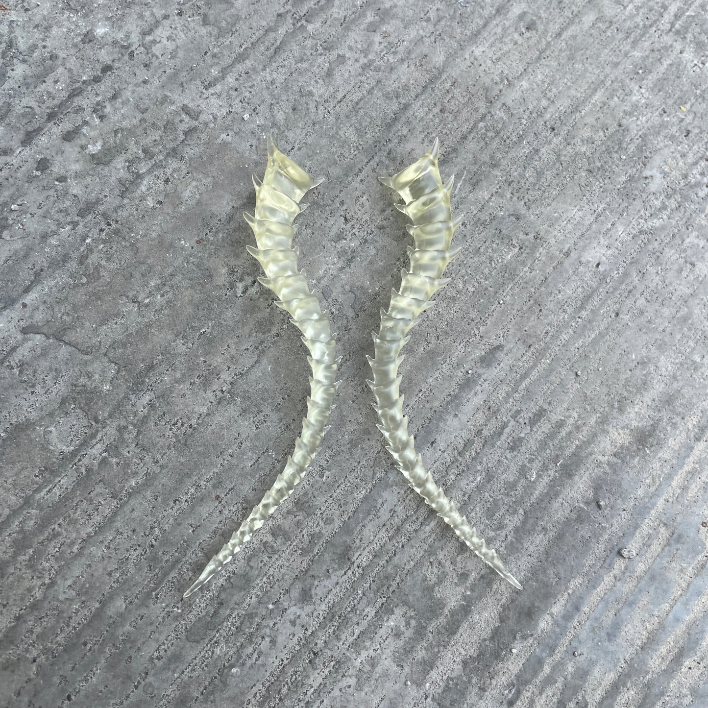 SKELETON TAILED - BONE SHADE