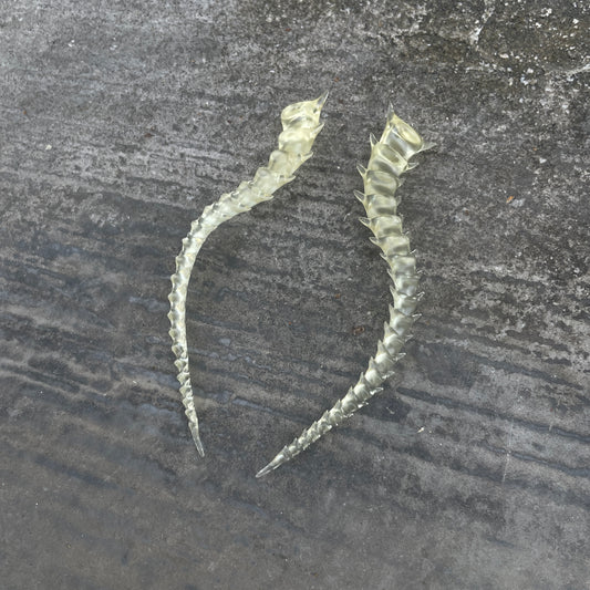 SKELETON TAILED - BONE SHADE