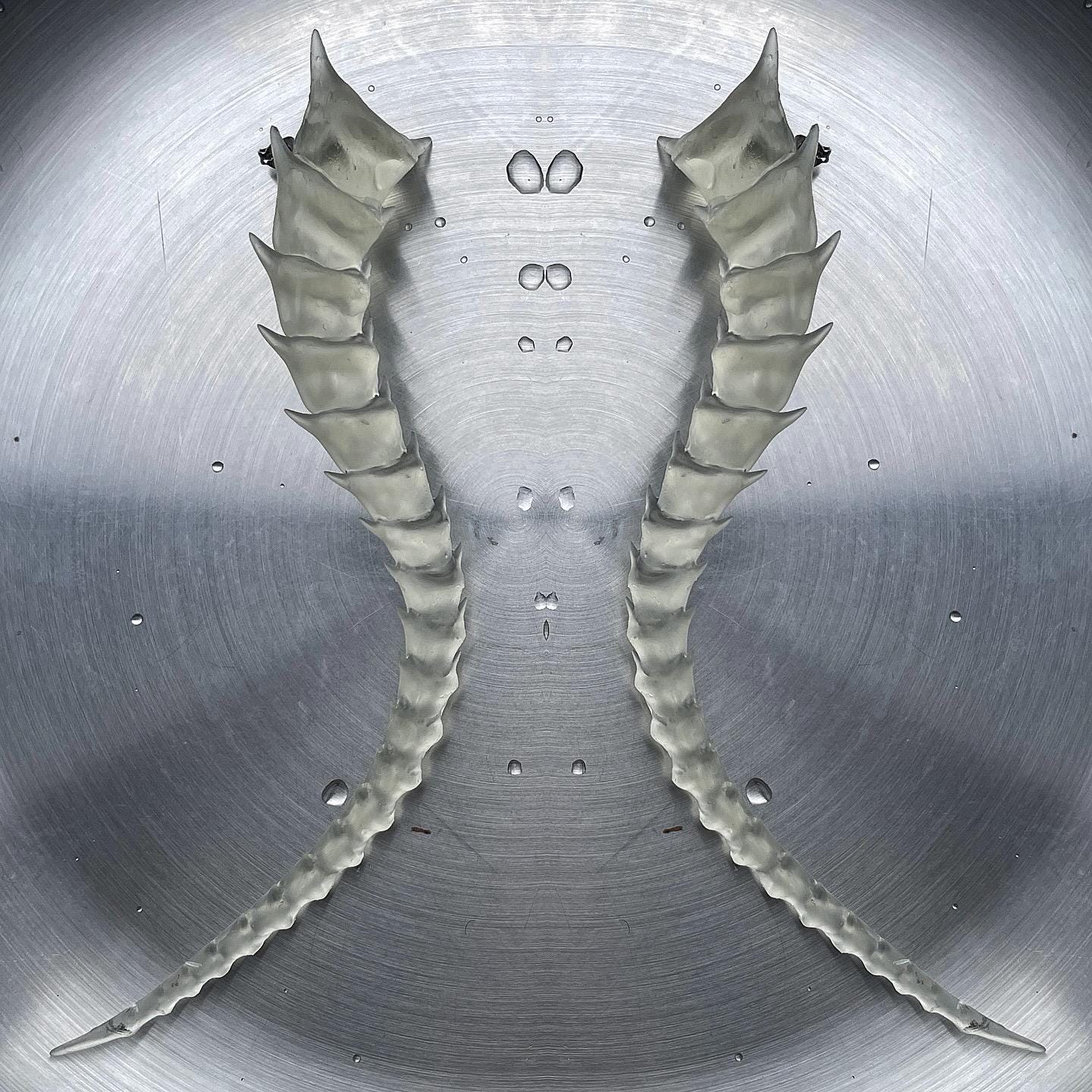 SKELETON TAILED - BONE SHADE