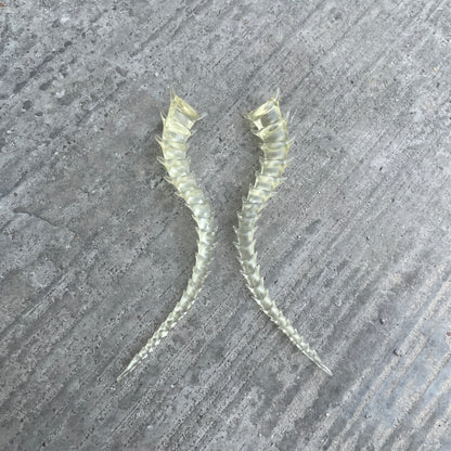 SKELETON TAILED - BONE SHADE