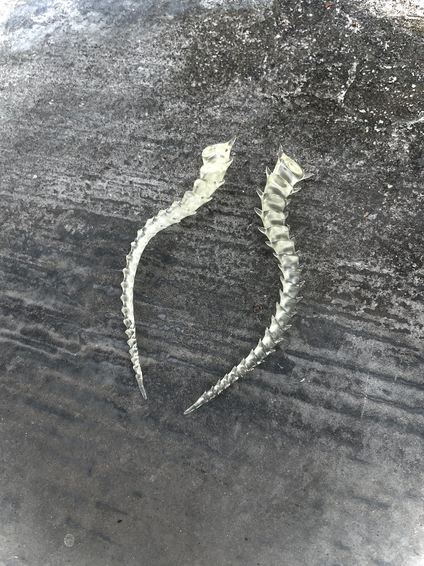 SKELETON TAILED - BONE SHADE