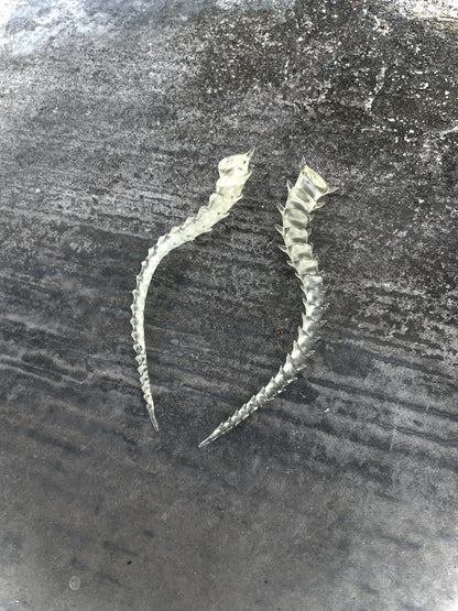 SKELETON TAILED - BONE SHADE