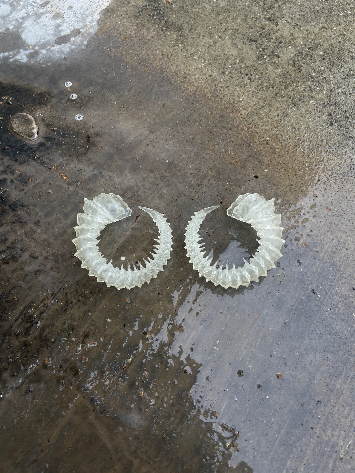 HELIX HORNS - BONE SHADE