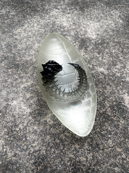 HELIX HORN - TAR SHADE
