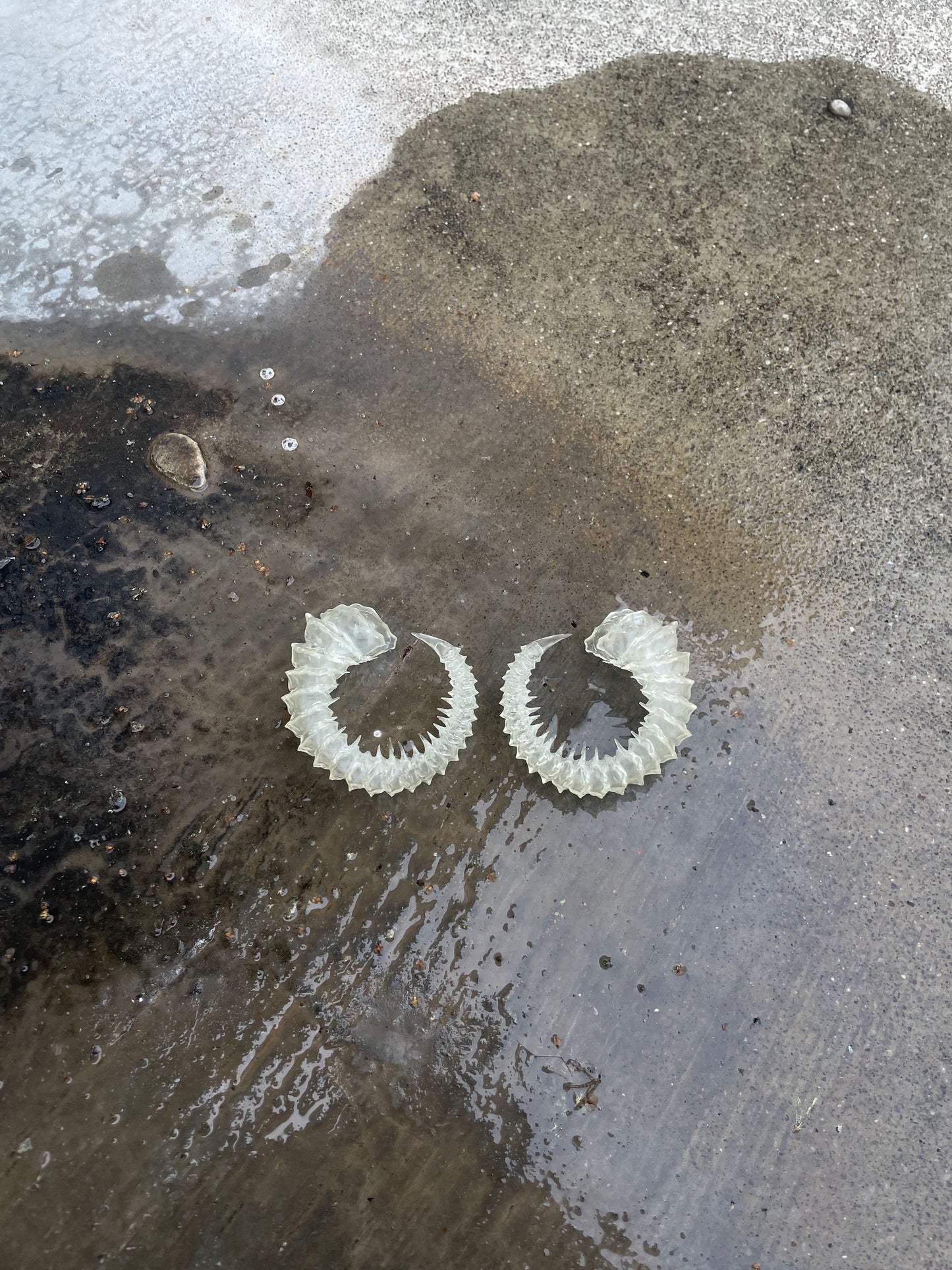 HELIX HORNS - BONE SHADE