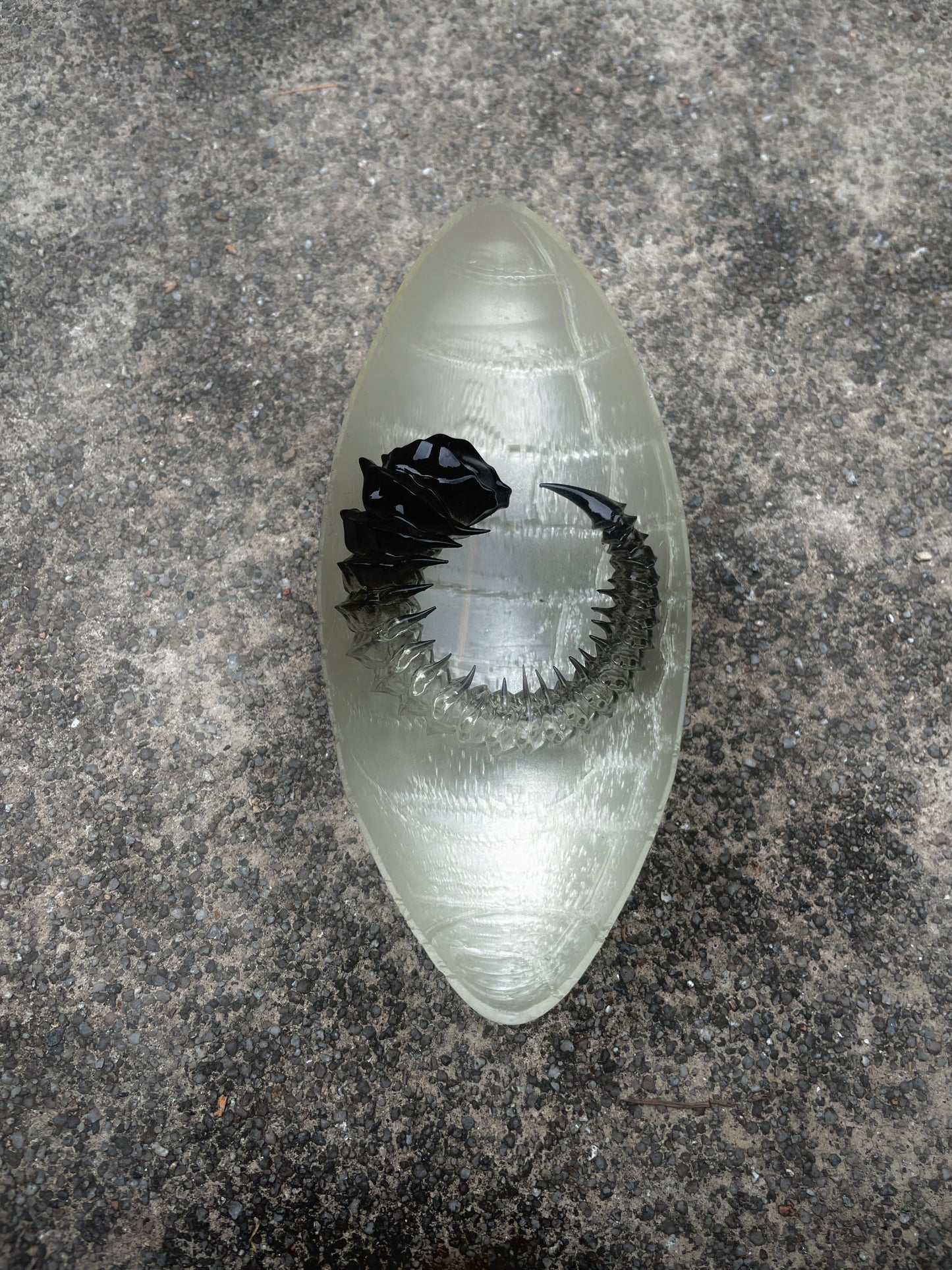 HELIX HORN - TAR SHADE