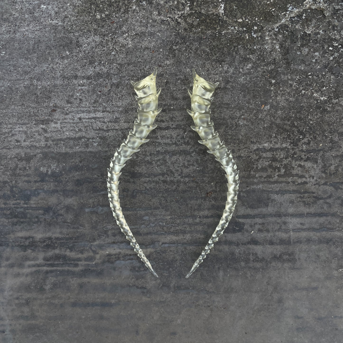 SKELETON TAILED - BONE SHADE