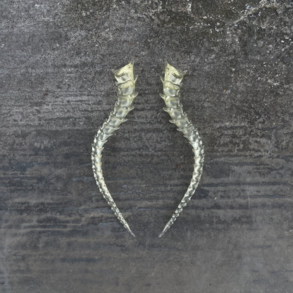 SKELETON TAILED - BONE SHADE