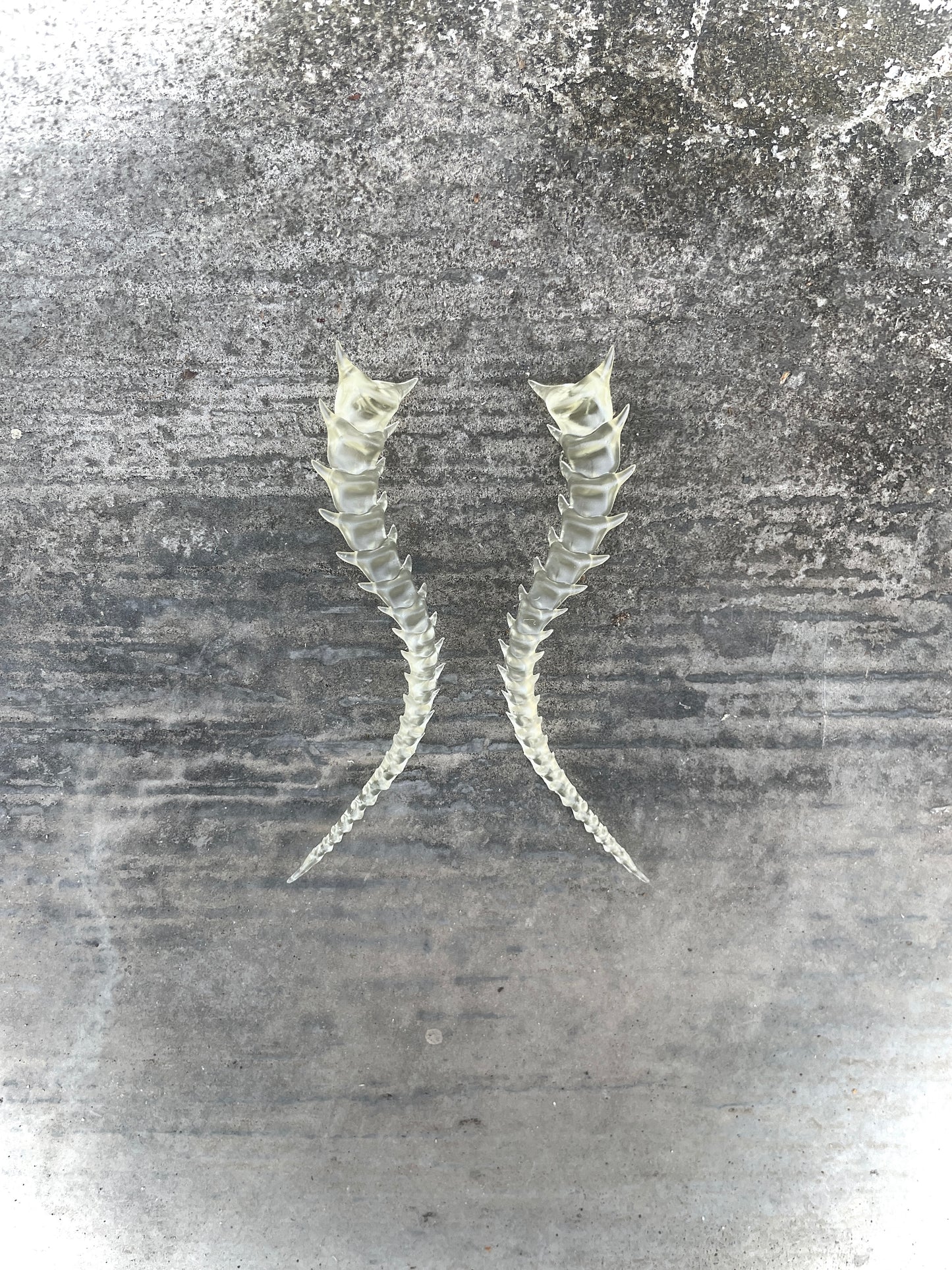 SKELETON TAILED - BONE SHADE