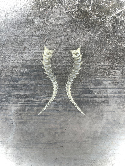 SKELETON TAILED - BONE SHADE