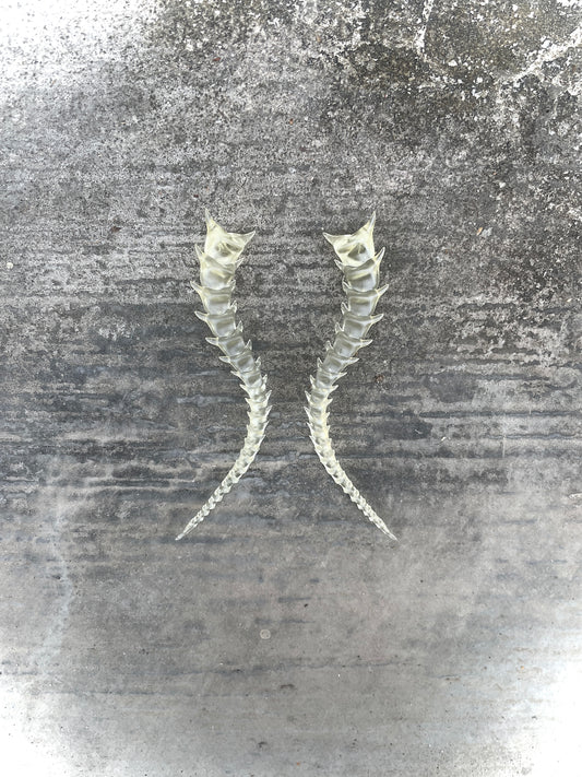 SKELETON TAILED - BONE SHADE