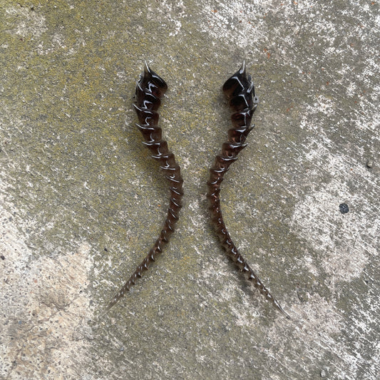 1/1 SKELETON - RUST SHADE