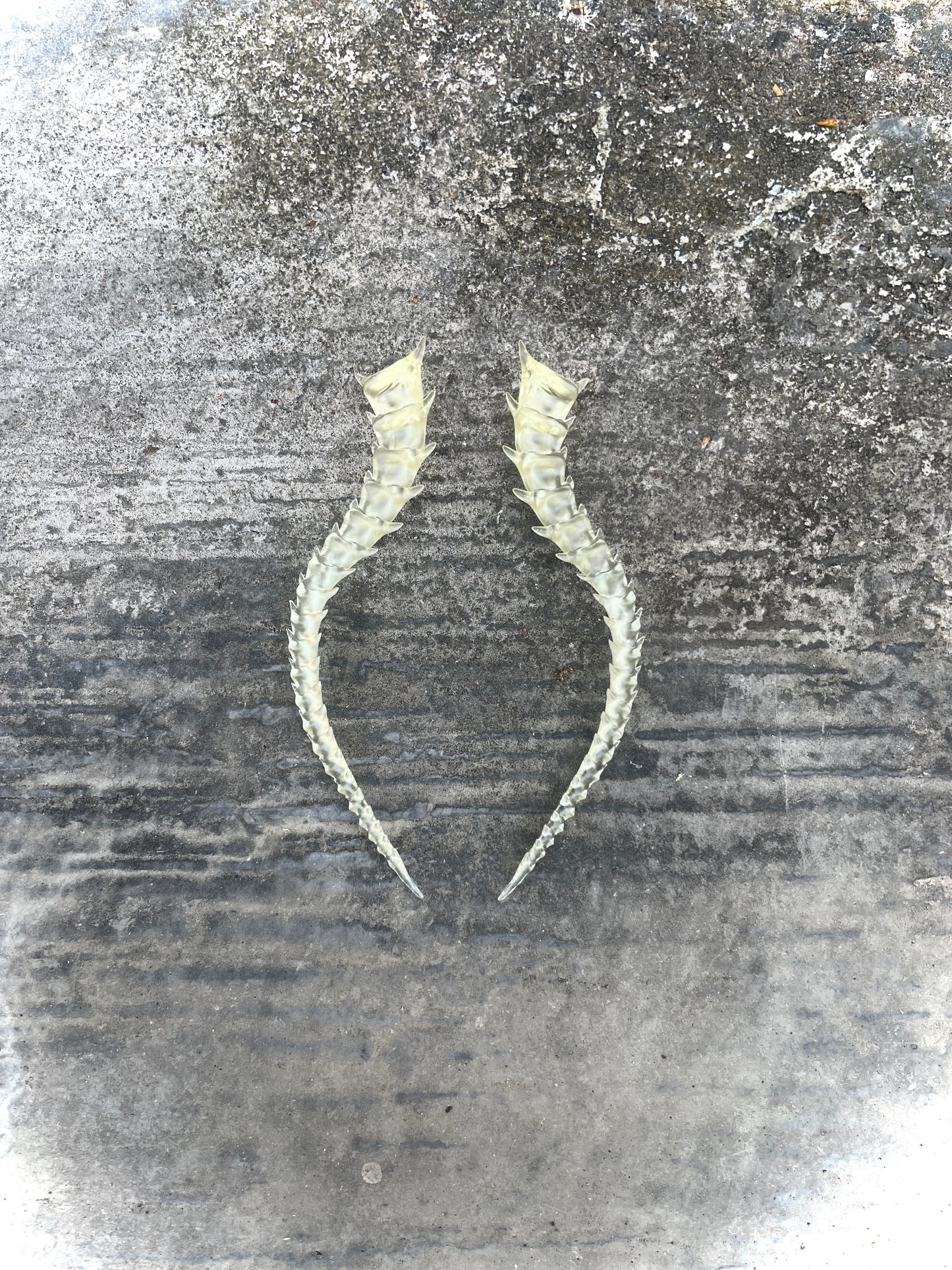 SKELETON TAILED - BONE SHADE