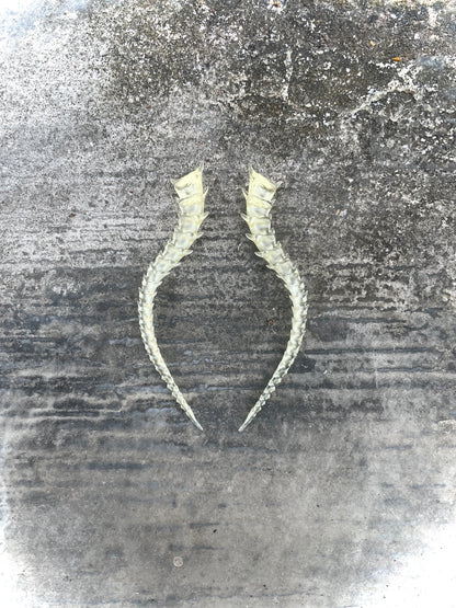 SKELETON TAILED - BONE SHADE